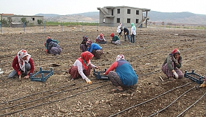 DONDURMANIN BAŞKENTİNDE SALEP ÜRETİMİ