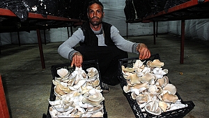 Engelli çoban, devlet desteğiyle üretici oldu