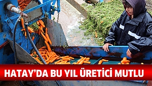 Hatay da havuç üretimi çiftçiyi mutlu etti