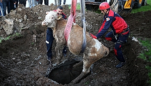 Kanala düşen inek, havlayan köpek sayesinde fark edildi