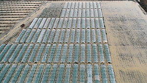 Mersin'de sağanak tarım alanlarına zarar verdi