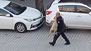Polis, yaralı köpeği kucağında veterinere taşıdı