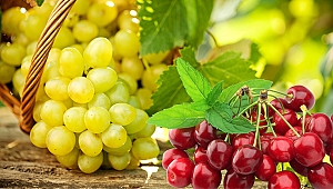 Türk kiraz ve üzüm ihracatçılarının son rotası Güney Afrika