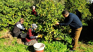 Türk narenciyesine Avrupalılar rağbet gösteriyor