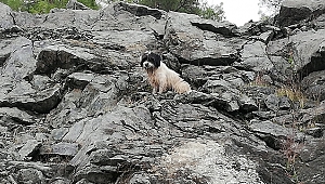 ANTALYADA MAHSUR KALAN KÖPEK KURTARILDI