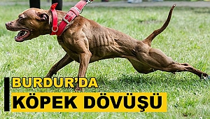 BURDURDA KÖPEK DÖVÜŞÜ 