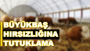 BÜYÜKBAŞ HIRSIZLIĞINA TUTUKLAMA