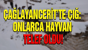 ÇAĞLAYANCERİT’TE ÇIĞ: ONLARCA HAYVAN TELEF OLDU