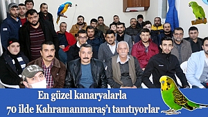 En güzel kanaryalarla 70 ilde Kahramanmaraş'ı tanıtıyorlar