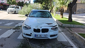 HAREKET HALİNDEKİ ARACA AĞAÇ DEVRİLDİ