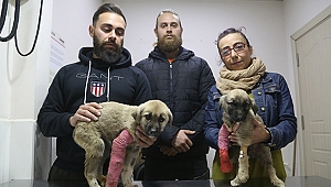 Köpek yavrularına işkence iddiası