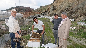 Arı yetiştiricileri portakal çiçeği balı için Kumluca’da 