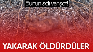 Bunun adı vahşet!