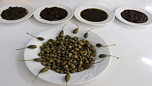 Burdur'dan 29 ülkeye kapari ürünü ihracı