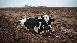 ÇALAMAYINCA YARALAMIŞLAR