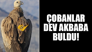 Çobanlar dev akbaba buldu!