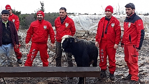 Dağ yamacında keçiler mahsur kaldı