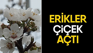 Erik ağacı çiçek açtı!