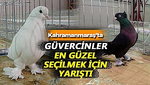 Güvercinler yarıştı!