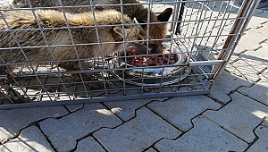 İki Yaralı Tilki Tedaviye Alındı