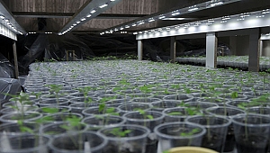 Kahramanmaraşlı girişimci evini tarlaya çevirdi!