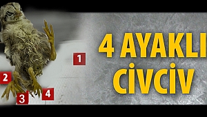 4 ayaklı civciv!