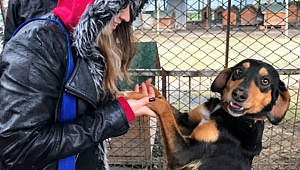 Hayvan Hakları dersi artık müfredatta