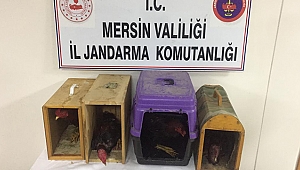 Horoz dövüştürenlere çok yüksek cezalar!