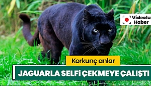 Jaguar hayvanat bahçesinde 'selfie' çekmeye çalışan kadına saldırdı