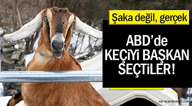 Şaka değil gerçek, ABD'de Keçi belediye başkanı oldu!