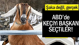 Şaka değil gerçek, ABD'de Keçi belediye başkanı oldu!
