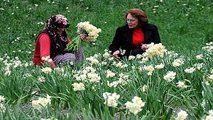 Süs amacıyla ekti gelir kapısı oldu