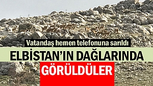 Elbistan’ın dağlarında görüldüler!