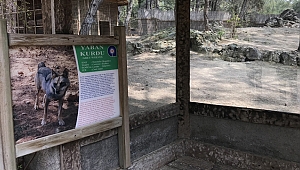 'Firari kurt' ormanlık alanlarda aranıyor