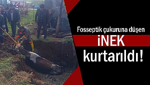 Fosseptik çukuruna düşen inek kurtarıldı