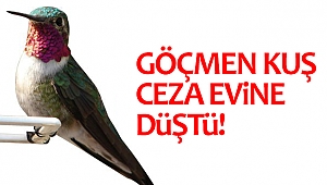 Göçmen kuş ceza evine düştü!