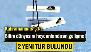 Kahramanmaraş’ta 2 yeni tür bulundu!