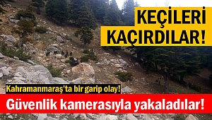 Kahramanmaraş'ta firar eden keçiler, güvenlik kameralarına yakalandı