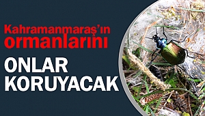 Kahramanmaraş’ta ormanları böcekler koruyacak!