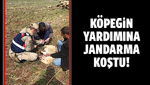 Köpeğin yardımına jandarma koştu!