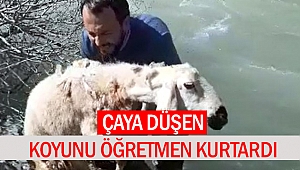 Koyunun imdadına öğretmen yetişti