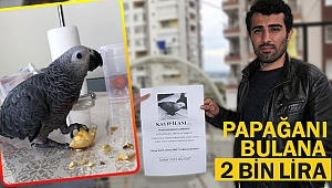 Papağanını bulana ödül verecek!