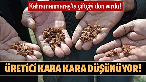 Üretici kara kara düşünüyor! Çiftçiyi don vurdu!