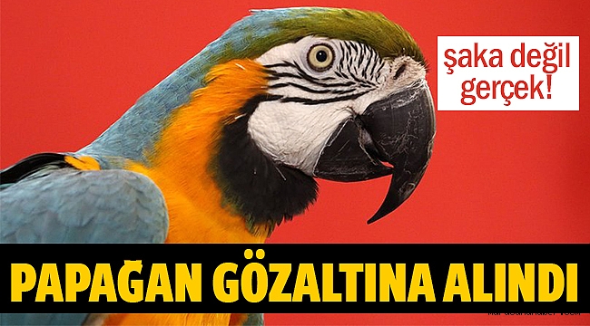 Uyuşturucu baskınında 'papağana' gözaltı!