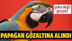 Uyuşturucu baskınında 'papağana' gözaltı!