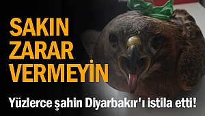 Yüzlerce şahin Diyarbakır'ı istila etti! Sakın zarar vermeyin