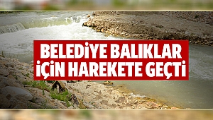 Belediye balıklar için harekete geçti