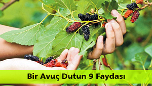 Bir Avuç Dutun 9 Faydası
