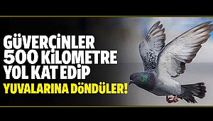 Güvercinler 500 kilometre yol kat edip yuvalarına döndüler!
