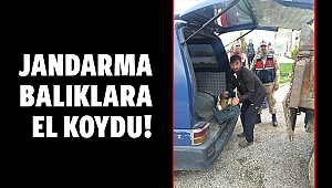Jandarma balıklara el koydu!